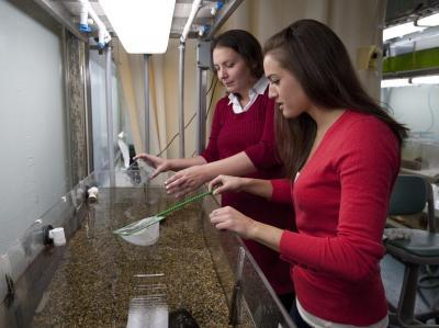 Julie Desjardins postdoctoral researcher in biology and Jill Klausner undergraduate work with African cichlid fish